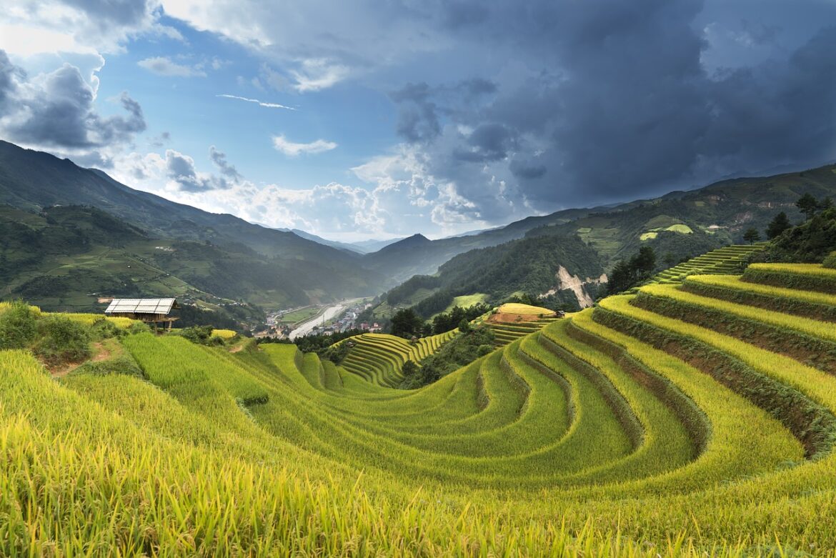 Fusion of Food Travel Culture - Vietnam, Rice, Field